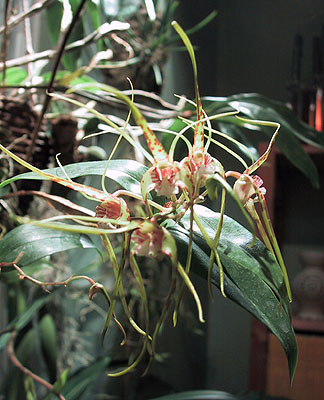 Dendrobium tetragonum var giganteum