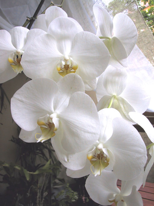 Phalaenopsis Amabilis-Hybrid