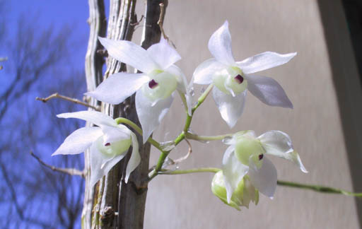 Dendrobium linguella