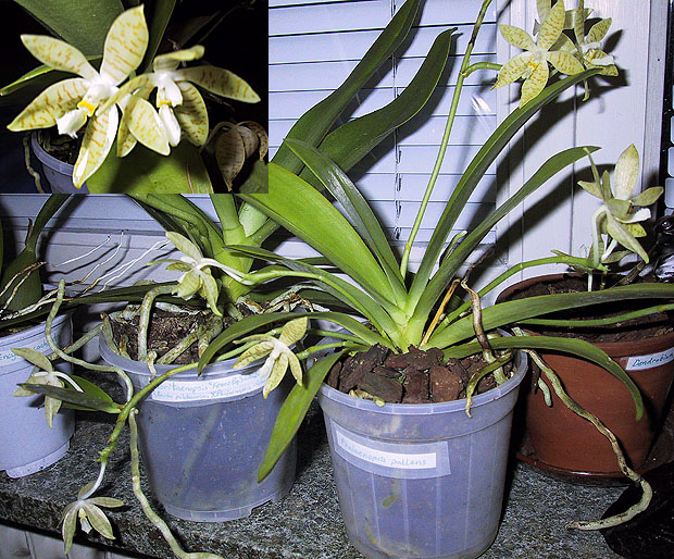Phalaenopsis pallens